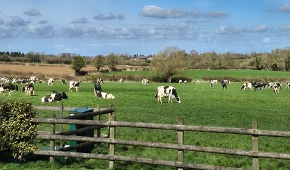 Cows grazing in a green field behind a wooden fence under a blue, cloudy sky.